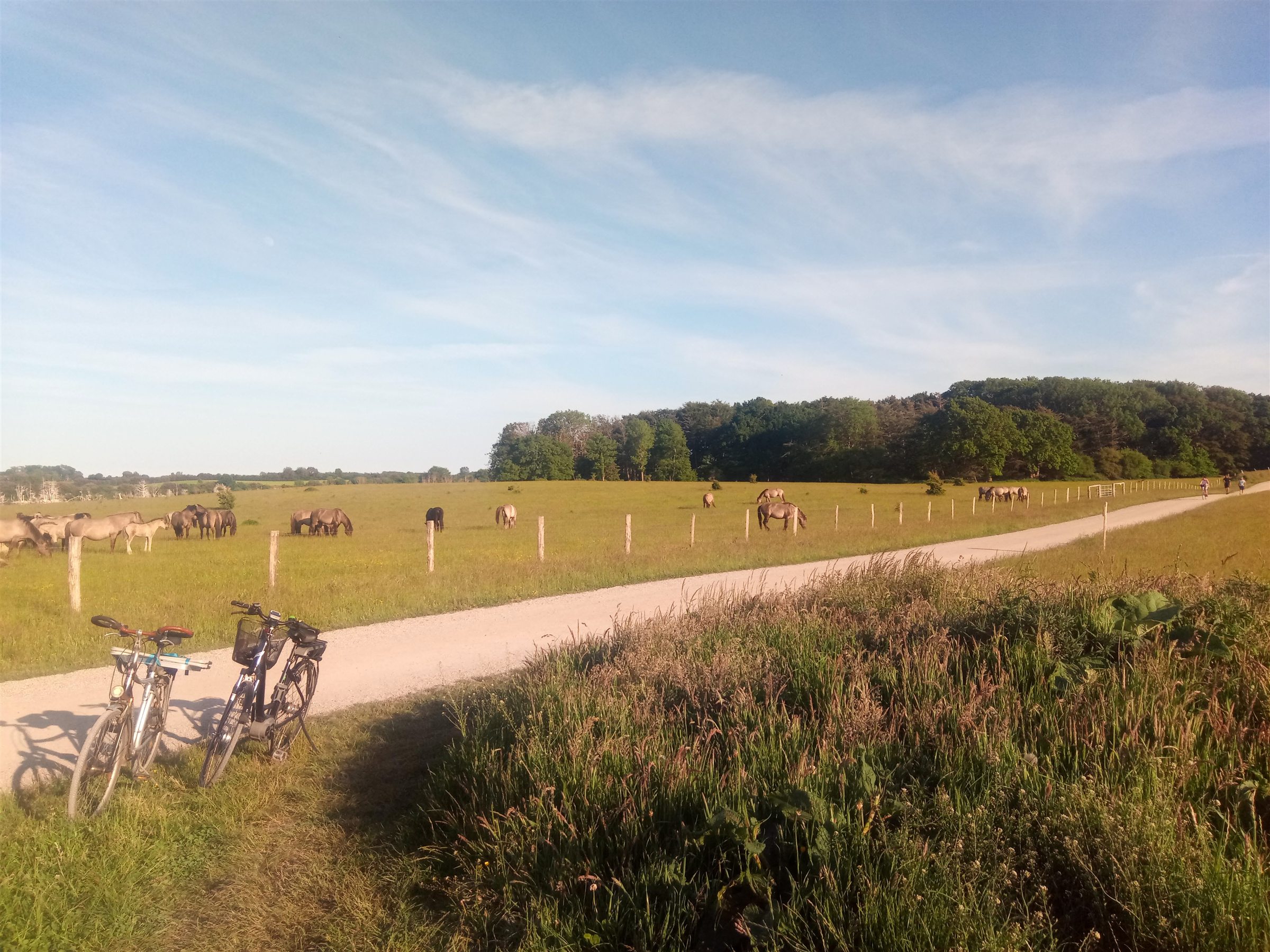 Konikpferde grasen neben einem hellen Rad- und Wanderweg in der Geltinger Birk